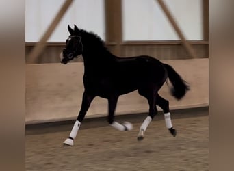 Hanoverian, Mare, 3 years, 16 hh, Black