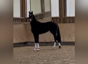 Hanoverian, Mare, 3 years, 16 hh, Black