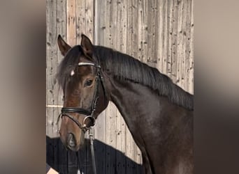 Hanoverian, Mare, 3 years, 16 hh, Brown