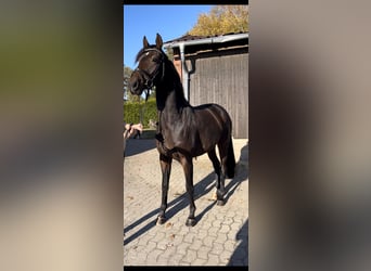 Hanoverian, Mare, 3 years, 16 hh, Brown