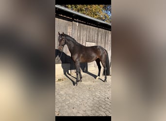 Hanoverian, Mare, 3 years, 16 hh, Brown