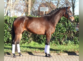 Hanoverian, Mare, 3 years, 16 hh, Brown