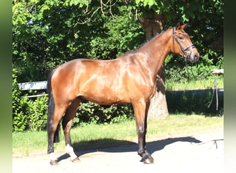 Hanoverian, Mare, 3 years, 16 hh, Brown