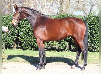 Hanoverian, Mare, 3 years, 16 hh, Brown