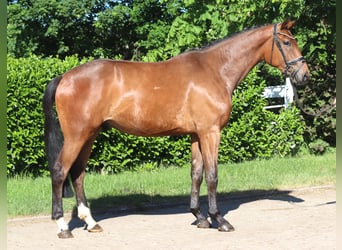 Hanoverian, Mare, 3 years, 16 hh, Brown