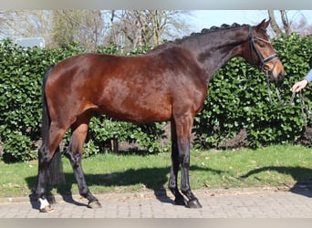 Hanoverian, Mare, 3 years, 16 hh, Brown
