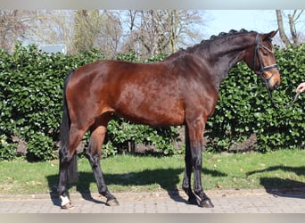 Hanoverian, Mare, 3 years, 16 hh, Brown