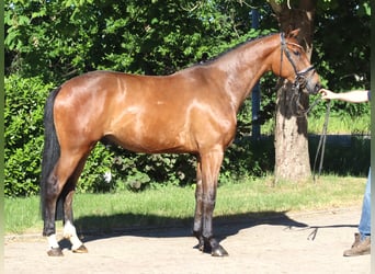 Hanoverian, Mare, 3 years, 16 hh, Brown