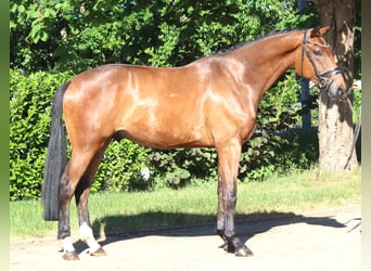 Hanoverian, Mare, 3 years, 16 hh, Brown
