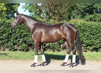 Hanoverian, Mare, 3 years, 16 hh, Brown