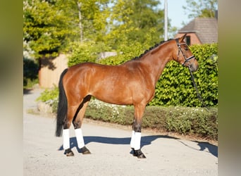 Hanoverian, Mare, 3 years, 16 hh, Brown