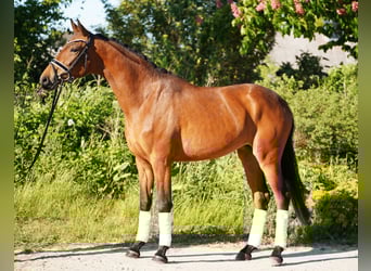 Hanoverian, Mare, 3 years, 16 hh, Brown