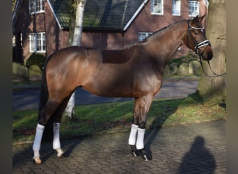 Hanoverian, Mare, 3 years, 16 hh, Brown