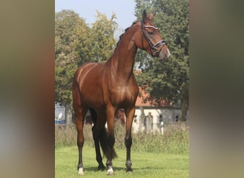 Hanoverian, Mare, 3 years, 16 hh, Brown