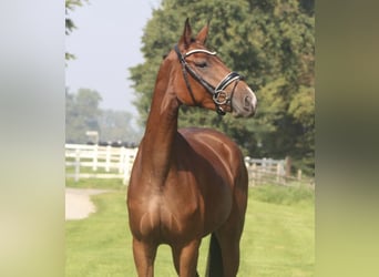 Hanoverian, Mare, 3 years, 16 hh, Brown