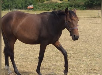 Hanoverian, Mare, 3 years, 16 hh, Brown-Light