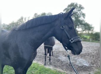Hanoverian, Mare, 3 years, 16 hh, Can be white