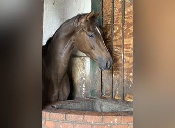Hanoverian, Mare, 3 years, 16 hh, Chestnut