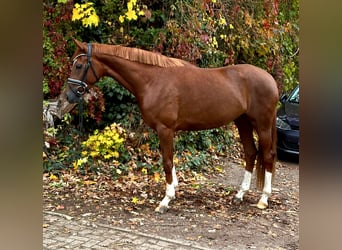 Hanoverian, Mare, 3 years, 16 hh, Chestnut