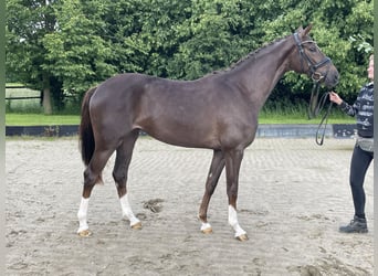 Hanoverian, Mare, 3 years, 16 hh, Chestnut