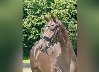 Hanoverian, Mare, 3 years, 16 hh, Chestnut