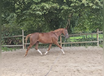 Hanoverian, Mare, 3 years, 16 hh, Chestnut