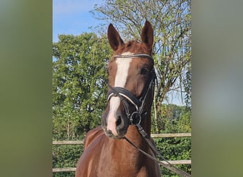 Hanoverian, Mare, 3 years, 16 hh, Chestnut