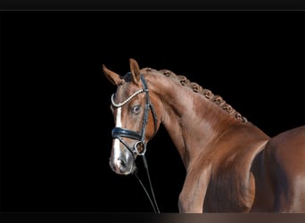 Hanoverian, Mare, 3 years, 16 hh, Chestnut