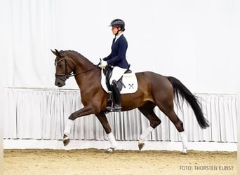 Hanoverian, Mare, 3 years, 16 hh, Chestnut