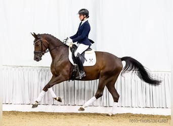 Hanoverian, Mare, 3 years, 16 hh, Chestnut