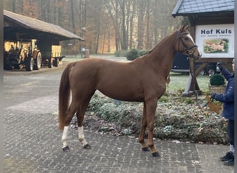 Hanoverian, Mare, 3 years, 16 hh, Chestnut-Red