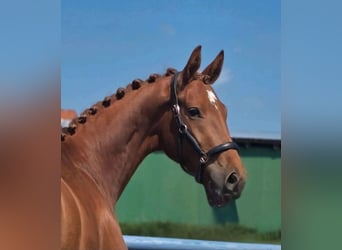 Hanoverian, Mare, 3 years, 16 hh, Chestnut-Red