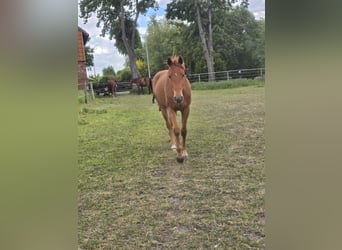Hanoverian, Mare, 3 years, 16 hh, Chestnut-Red