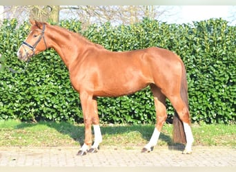 Hanoverian, Mare, 3 years, 16 hh, Chestnut-Red