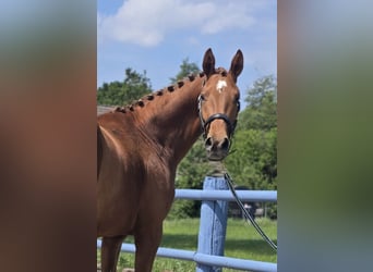 Hanoverian, Mare, 3 years, 16 hh, Chestnut-Red