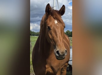 Hanoverian, Mare, 3 years, 16 hh, Chestnut-Red