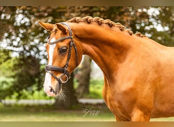Hanoverian, Mare, 3 years, 16 hh, Chestnut-Red