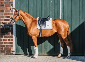 Hanoverian, Mare, 3 years, 16 hh, Chestnut-Red