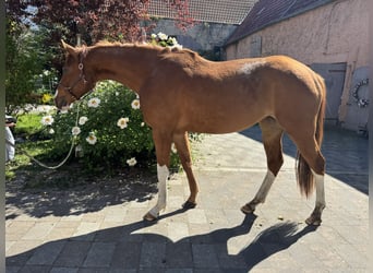 Hanoverian, Mare, 3 years, 16 hh, Chestnut-Red