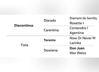 Hanoverian, Mare, 3 years, 16 hh, Grey