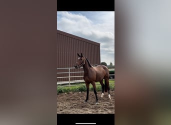 Hanoverian, Mare, 3 years, 16 hh