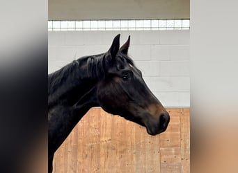 Hanoverian, Mare, 3 years, 16 hh, Smoky-Black