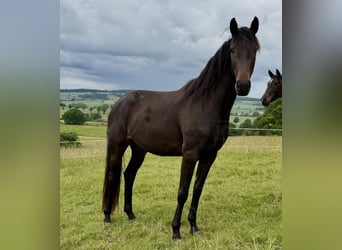 Hanoverian, Mare, 3 years, 16 hh, Smoky-Black