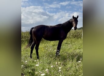 Hanoverian, Mare, 3 years, 16 hh, Smoky-Black