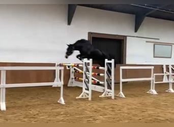 Hanoverian, Mare, 3 years, 16 hh, Smoky-Black