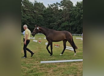 Hanoverian, Mare, 3 years, 16,1 hh, Bay-Dark