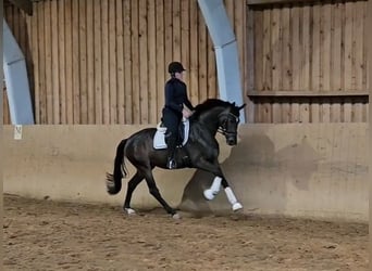 Hanoverian, Mare, 3 years, 16,1 hh, Bay-Dark