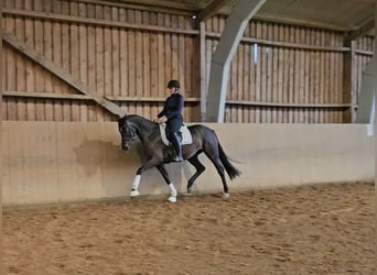 Hanoverian, Mare, 3 years, 16,1 hh, Bay-Dark