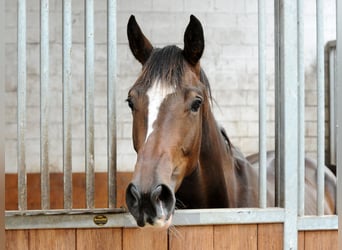 Hanoverian, Mare, 3 years, 16,1 hh, Bay-Dark