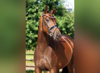 Hanoverian, Mare, 3 years, 16,1 hh, Bay-Dark
